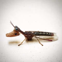 Mantispidae (family) (Unidentified mantisfly) at Mitchell, ACT - 28 Mar 2017 by Salmoy7