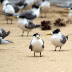 Thalasseus bergii (Crested Tern) at Mogareeka, NSW - 11 Dec 2016 by MichaelMcMaster