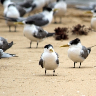 Thalasseus bergii (Crested Tern) at Mogareeka, NSW - 11 Dec 2016 by MichaelMcMaster