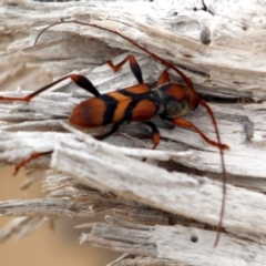 Aridaeus thoracicus (Tiger Longicorn Beetle) at Mogareeka, NSW - 10 Dec 2016 by MichaelMcMaster