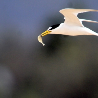 Sternula albifrons (Little Tern) at Mogareeka, NSW - 11 Dec 2016 by MichaelMcMaster