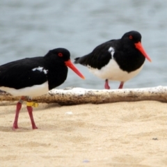 Haematopus longirostris (Australian Pied Oystercatcher) at Mogareeka, NSW - 10 Dec 2016 by MichaelMcMaster