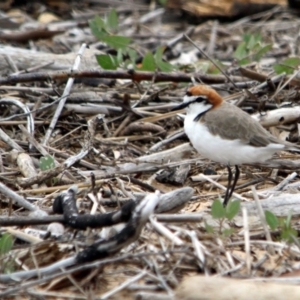 Anarhynchus ruficapillus at Mogareeka, NSW - 11 Dec 2016