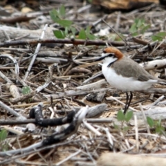 Anarhynchus ruficapillus (Red-capped Plover) at Mogareeka, NSW - 10 Dec 2016 by MichaelMcMaster