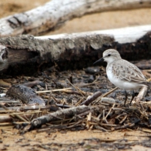 Calidris ruficollis at Mogareeka, NSW - 11 Dec 2016 12:00 AM