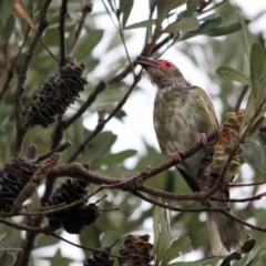 Sphecotheres vieilloti (Australasian Figbird) at Mogareeka, NSW - 26 Dec 2016 by MichaelMcMaster