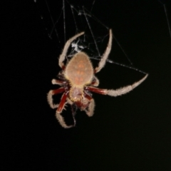 Hortophora transmarina (Garden Orb Weaver) at Kalaru, NSW - 24 Dec 2016 by MichaelMcMaster