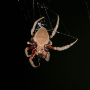 Hortophora transmarina at Kalaru, NSW - 24 Dec 2016