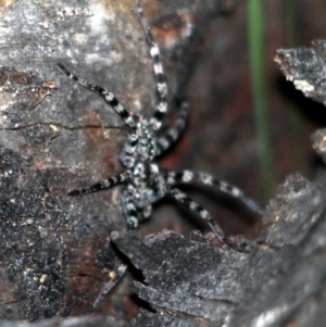 Megadolomedes australianus at Kalaru, NSW - 25 Dec 2016