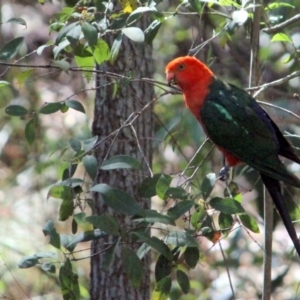 Alisterus scapularis at Kalaru, NSW - 27 Dec 2016