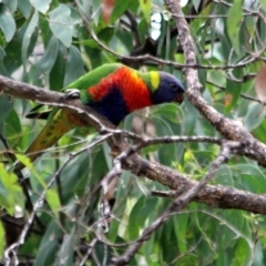 Trichoglossus moluccanus (Rainbow Lorikeet) at Kalaru, NSW - 23 Dec 2016 by MichaelMcMaster