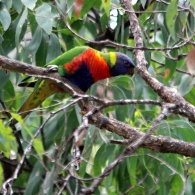 Trichoglossus moluccanus (Rainbow Lorikeet) at Kalaru, NSW - 23 Dec 2016 by MichaelMcMaster