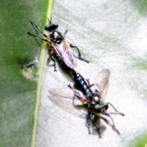 Laphria sp. at Kalaru, NSW - 25 Dec 2016