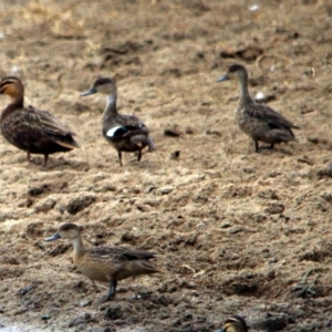 Anas gracilis at Bega, NSW - 28 Dec 2016