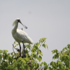 Platalea regia (Royal Spoonbill) at Bega, NSW - 28 Dec 2016 by MichaelMcMaster