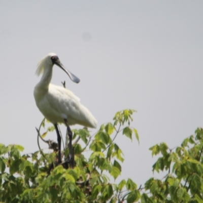 Platalea regia (Royal Spoonbill) at Bega, NSW - 28 Dec 2016 by MichaelMcMaster