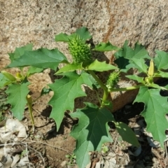 Datura stramonium (Common Thornapple) at Kambah Pool - 28 Mar 2017 by Mike