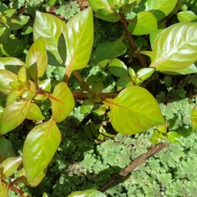 Ludwigia palustris (Marsh Purslane) at Kambah Pool - 28 Mar 2017 by Mike