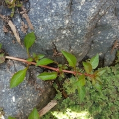 Ludwigia palustris at Kambah, ACT - 28 Mar 2017 11:40 AM