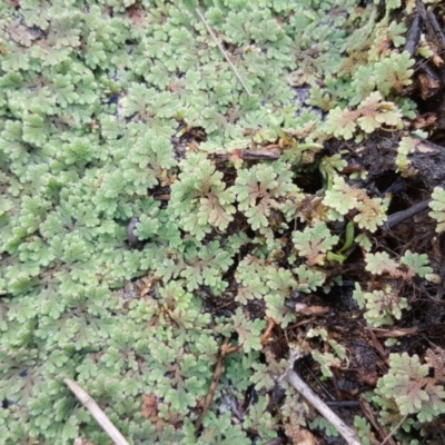 Azolla filiculoides (Water Fern) at Kambah, ACT - 28 Mar 2017 by Mike