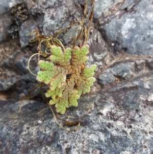 Azolla rubra at Kambah, ACT - 28 Mar 2017