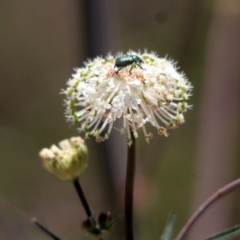 Diphucephala sp. (genus) (Green Scarab Beetle) at Pambula - 17 Dec 2016 by MichaelMcMaster