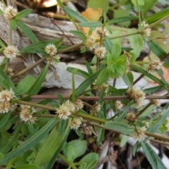 Alternanthera denticulata (Lesser Joyweed) at Kambah, ACT - 28 Mar 2017 by Mike