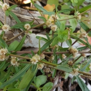 Alternanthera denticulata at Kambah, ACT - 28 Mar 2017