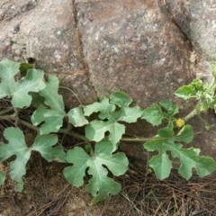 Citrullus amarus (Wild Melon, Camel Melon, Bitter Melon) at Kambah Pool - 28 Mar 2017 by Mike