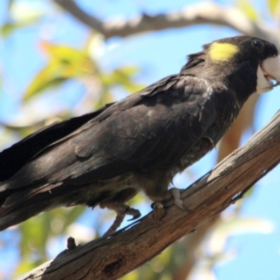 Zanda funerea (Yellow-tailed Black-Cockatoo) at Pambula - 18 Dec 2016 by MichaelMcMaster