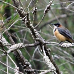 Acanthorhynchus tenuirostris (Eastern Spinebill) at Tanja, NSW - 21 Dec 2016 by MichaelMcMaster