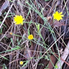 Hypochaeris radicata (Cat's Ear, Flatweed) at Garran, ACT - 28 Mar 2017 by ruthkerruish