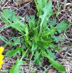 Hypochaeris radicata at Undefined Area - 28 Mar 2017 08:49 AM