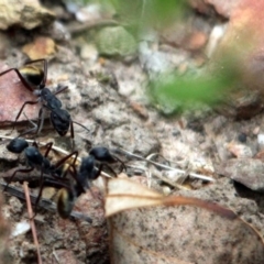 Camponotus suffusus (Golden-tailed sugar ant) at Kalaru, NSW - 21 Dec 2016 by MichaelMcMaster