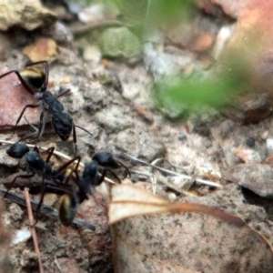 Camponotus suffusus at Kalaru, NSW - 22 Dec 2016