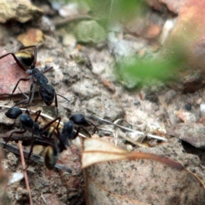 Camponotus suffusus (Golden-tailed sugar ant) at Kalaru, NSW - 22 Dec 2016 by MichaelMcMaster