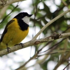 Pachycephala pectoralis (Golden Whistler) at Tanja, NSW - 22 Dec 2016 by MichaelMcMaster