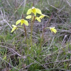 Diuris chryseopsis (Golden Moth) at Yass River, NSW - 18 Sep 2005 by SueMcIntyre