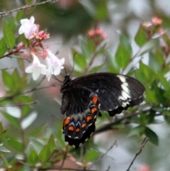 Papilio aegeus (Orchard Swallowtail, Large Citrus Butterfly) at Tanja, NSW - 22 Dec 2016 by MichaelMcMaster