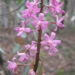 Dipodium roseum (Rosy Hyacinth Orchid) at Gang Gang at Yass River - 10 Jan 2017 by SueMcIntyre