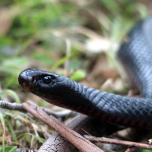 Pseudechis porphyriacus at Tanja, NSW - 22 Dec 2016