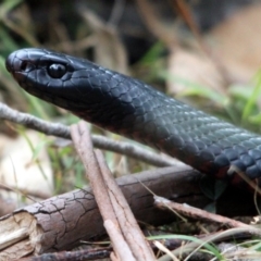 Pseudechis porphyriacus at Tanja, NSW - 22 Dec 2016