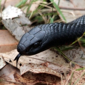 Pseudechis porphyriacus at Tanja, NSW - 22 Dec 2016