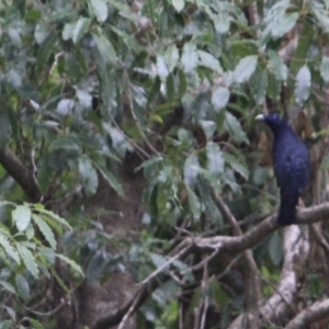 Ptilonorhynchus violaceus at Tanja, NSW - 22 Dec 2016