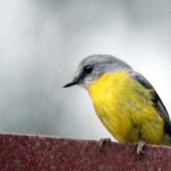 Eopsaltria australis (Eastern Yellow Robin) at Tanja, NSW - 21 Dec 2016 by MichaelMcMaster