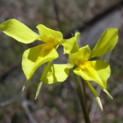 Diuris amabilis (Large Golden Moth) at Gang Gang at Yass River - 17 Oct 2016 by SueMcIntyre