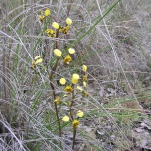 Diuris pardina at Yass River, NSW - suppressed