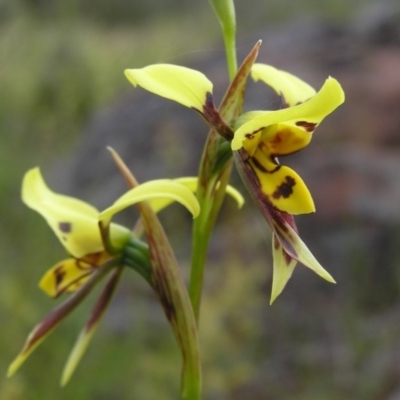 Diuris sulphurea (Tiger Orchid) at Yass River, NSW - 29 Oct 2005 by SueMcIntyre