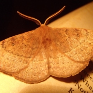Anthela repleta at Barragga Bay, NSW - 27 Mar 2017 11:15 PM