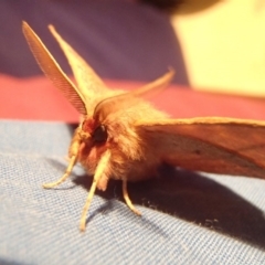 Anthela repleta at Barragga Bay, NSW - 27 Mar 2017 11:15 PM